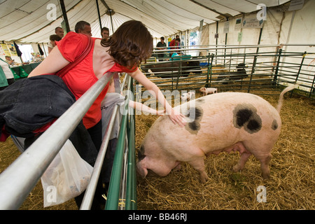 Frau streicheln ein Gloucester alten Stelle säen an der Cotswold Show 2008, Cirencester, Gloucestershire, UK Stockfoto