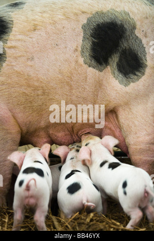 Gloucester alten Ort Ferkel Spanferkel mit Sau, Gloucestershire, UK Stockfoto