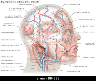 Oberflächliche Arterien und Venen des Gesichts und der Kopfhaut Stockfoto