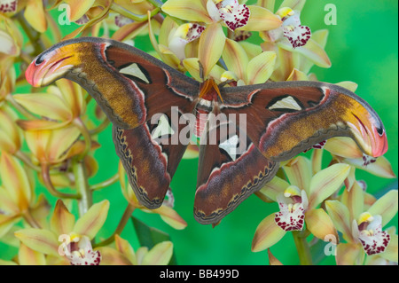 Sammamish, Washington gefangen erhöhen größten Motten Atlas Moth, Attacus atlas Stockfoto