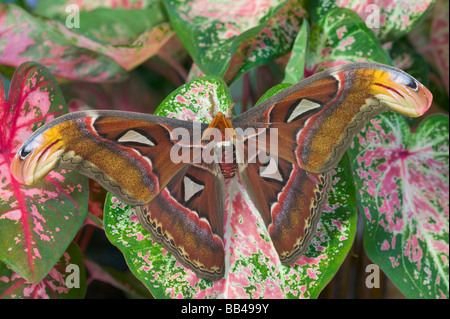 Sammamish, Washington gefangen erhöhen größten Motten Atlas Moth, Attacus atlas Stockfoto