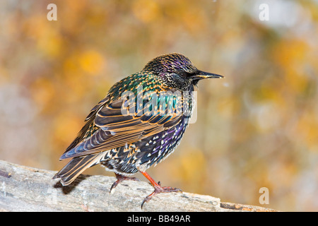 USA, Colorado, Frisco. Nahaufnahme der Europäischen Starling Vogel stehend auf Log. Stockfoto