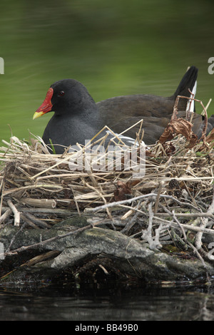 Moorhen Gallinula Chloropus am brüten Staffordshire Frühjahr Stockfoto