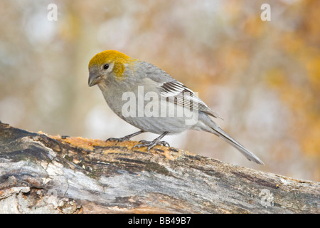 USA, Colorado, Frisco. Nahaufnahme der weiblichen Kiefer Grosbeak Essen auf Log.  Pinicola enucleator Stockfoto