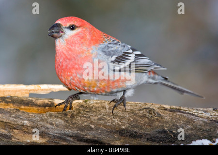 USA, Colorado, Frisco. Nahaufnahme der männlichen Kiefer Grosbeak Vogel auf Log. Stockfoto