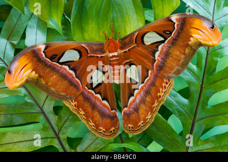 Sammamish, Washington Atlas Moth die größte in der Welt Stockfoto