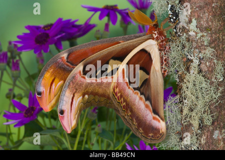 Sammamish, Washington Atlas Moth die größte in der Welt Stockfoto