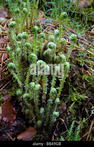 Neue Farn Wedel uncurling im Frühjahr auf Ardgarten in Schottland Stockfoto