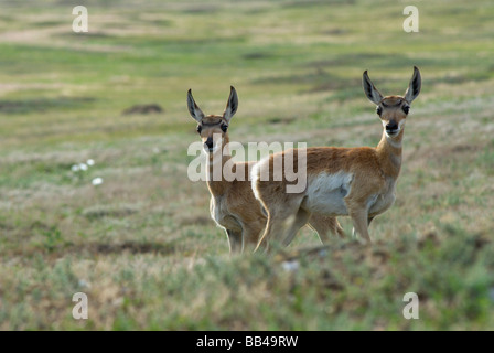 Twin Pronghorn Antilope Kitze (Antilocapra Americana) starren über die Wiesen der Wind Cave National Park, in der schwarz-Hallo Stockfoto