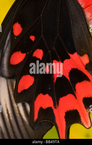 Sammamish Washington tropische Schmetterlinge Foto von Atrophaneura Semperi den Batwing-Schmetterling Stockfoto