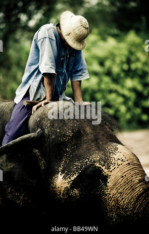 Ein Mahout pausiert, um seine Arme über seinen Elefanten zu dehnen, indem man eine Demonstration wie asiatische Elefanten für Logg verwendet werden Stockfoto