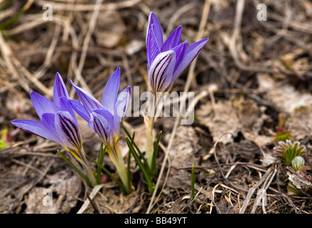 Schneeglöckchen, Krokus im Frühjahr Nahaufnahme, blau Stockfoto