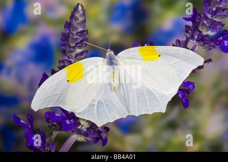 Sammamish Washington tropische Schmetterlinge Foto des Antéos Clorinde der Ghost-Schwefel-Schmetterling Stockfoto