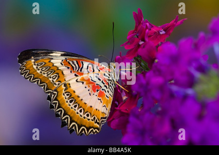 Sammamish Washington tropische Schmetterlinge Foto gemeinsame Florfliege Schmetterling, Cethosia Biblis auf Eisenkraut Stockfoto