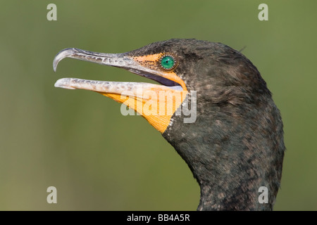 Doppelte crested Kormoran Stockfoto