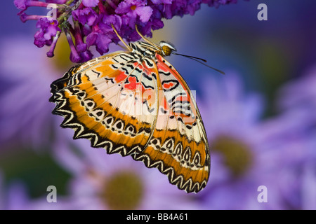 Sammamish Washington tropische Schmetterlinge Foto gemeinsame Florfliege Schmetterling, Cethosia Biblis auf Schmetterlingsstrauch Stockfoto