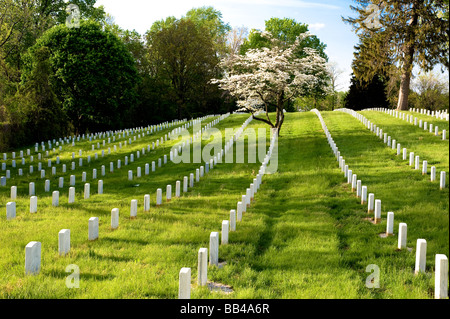 Reihen von weißen Grabsteinen und ein Hartriegel Baum in voller Blüte im Frühjahr bei der Annapolis-Staatsangehörig-Kirchhof, Annapolis, Maryland. Stockfoto