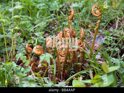 Neue Farn Wedel (Dryopteris) uncurling im Wald bei Ardgartan Schottland Stockfoto