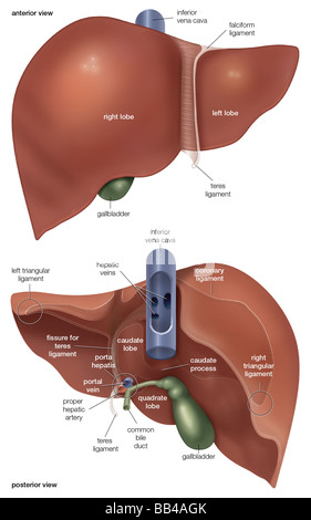 Vordere und hintere Ansichten der Leber Stockfoto