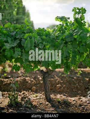 Trauben hängen auf einem Weinstock auf einem Weingut. Stockfoto