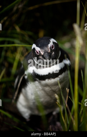 Ein Pinguin posiert für ein Foto. (Tiefenschärfe) Stockfoto