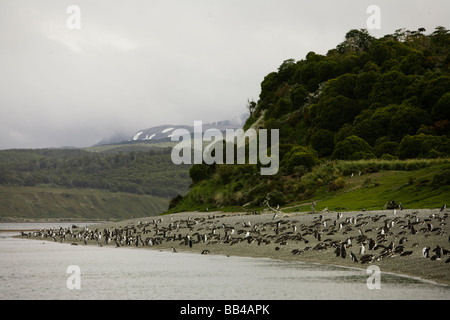 Pinguine entspannen am Strand. Stockfoto