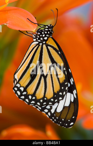 Sammamish Washington tropische Schmetterlinge Foto von asiatischen Danaus Genutia der gemeinsamen Tiger Schmetterling Stockfoto