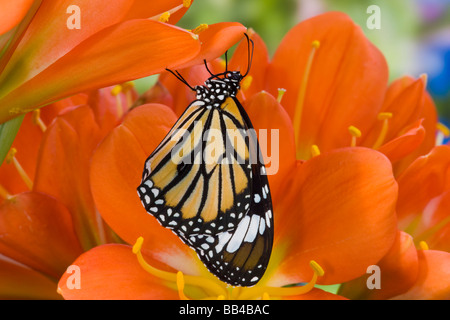 Sammamish Washington tropische Schmetterlinge Foto von asiatischen Danaus Genutia der gemeinsamen Tiger Schmetterling Stockfoto