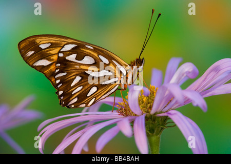 Sammamish Washington tropische Schmetterlinge fotografieren Dryas iulia Stockfoto
