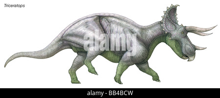 Triceratops, "drei gehörnten Gesicht," massive späten Kreidezeit Pflanzenfresser, das war eines der letzten und zahlreichsten der Dinosaurier. Stockfoto