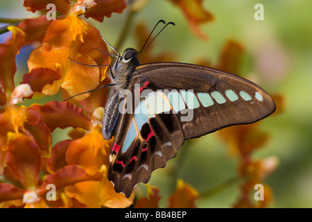 Sammamish Washington tropische Schmetterlinge Foto von Graphium Doson der gemeinsamen Jay Schmetterling auf Orchidee Stockfoto