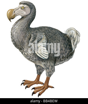 Dodo (Raphus Cucullatus) Stockfoto