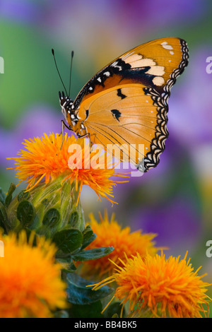 Sammamish Washington tropische Schmetterlinge Foto von Hypolimnas Misippus nachahmen Schmetterling Stockfoto
