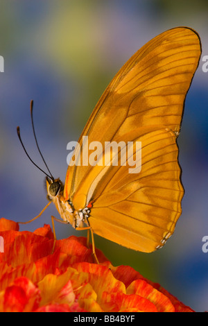 Sammamish Washington tropische Schmetterlinge Foto von Dryas Julia Julia Butterfly Stockfoto