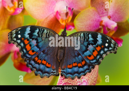 Sammamish Washington tropischer Schmetterling Foto von Iunonia Octavia die knalligen Commodore aus Afrika Stockfoto