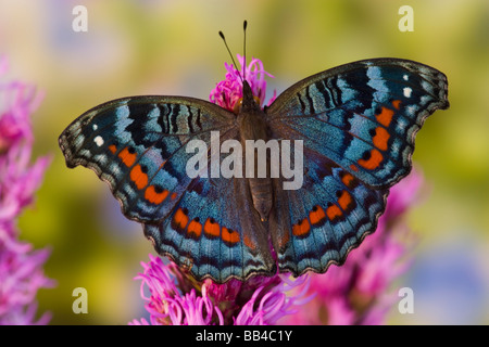 Sammamish Washington tropischer Schmetterling Foto von Iunonia Octavia die knalligen Commodore aus Afrika Stockfoto