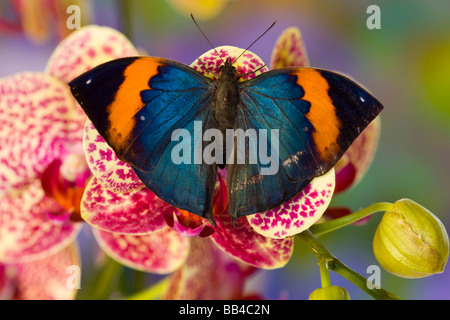 Sammamish Washington tropischer Schmetterling Foto von Kalima Inachos Orange totes Blatt Schmetterling auf Orchidee Stockfoto