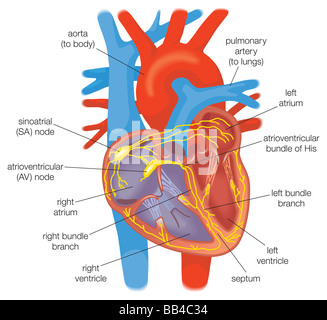 Elektrische Leitfähigkeit im Herzen in den gesunden Einzelpersonen wird durch Herzschrittmacher Zellen in den Sinusknoten gesteuert. Stockfoto