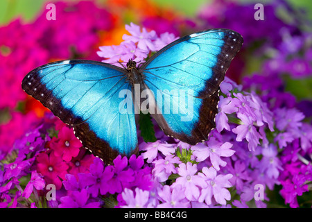Sammamish Washington tropischer Schmetterling Photograh von einem männlichen Morpho Peleides der gemeinsamen Morpho auf Eisenkraut Stockfoto