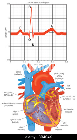 Elektrokardiogramm der alternierenden Kontraktionen während ein Herzschlag und ein Diagramm von der Herz-Impuls-Durchführung-System. Stockfoto