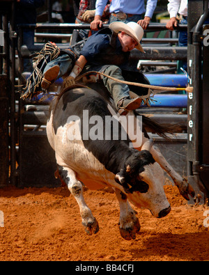 Rodeo Bull Rider Leistung an der Texas State Fair Rodeo Arena/Dallas 2008 Stockfoto