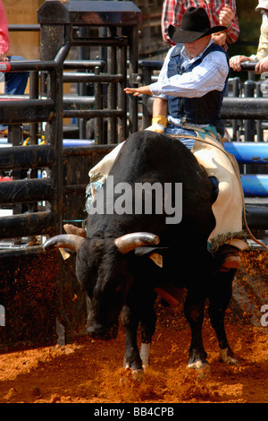 Rodeo Bull Rider Leistung an der Texas State Fair Rodeo Arena/Dallas 2008 Stockfoto