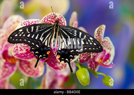 Sammamish, Washington tropischer Schmetterling Foto von Papilio Xuthus der chinesischen gelbe Schwalbenschwanz auf Orchidee Stockfoto