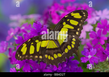 Tropischer Schmetterling Foto Siproeta Stelenes Malachit Schmetterling Sammamish, Washington Stockfoto