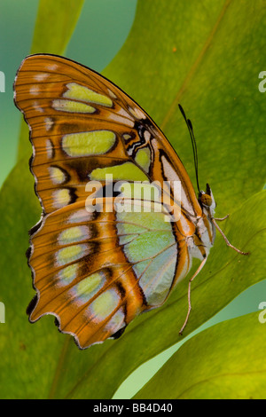 Tropischer Schmetterling Foto Siproeta Stelenes Malachit Schmetterling Sammamish, Washington Stockfoto