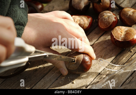 ein Junge Bespannung conkers Stockfoto