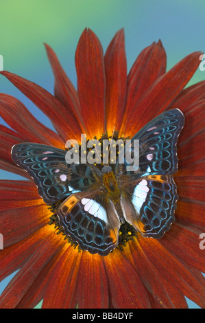 Sammamish Washington fotografieren der Schmetterling auf Blumen, Limenitis Lymire auf Sonnenblume Stockfoto
