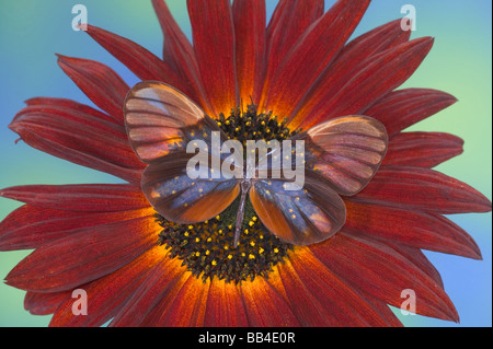 Sammamish Washington fotografieren der Schmetterling auf Blumen, Godyris Duillia Glas Flügel Schmetterling Stockfoto
