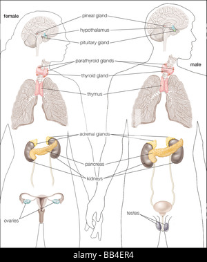 Die wichtigsten Drüsen des weiblichen und männlichen menschlichen Hormonsystem. Stockfoto