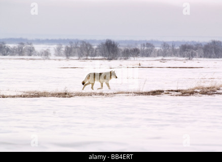 Polar Wolf (Canis Lupus Albus) Stockfoto